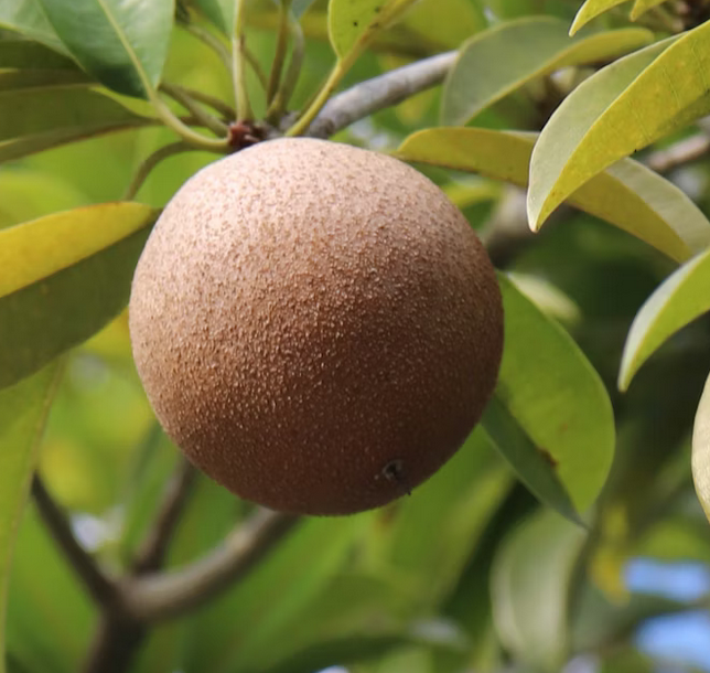 Fresh Sapota Chikoo