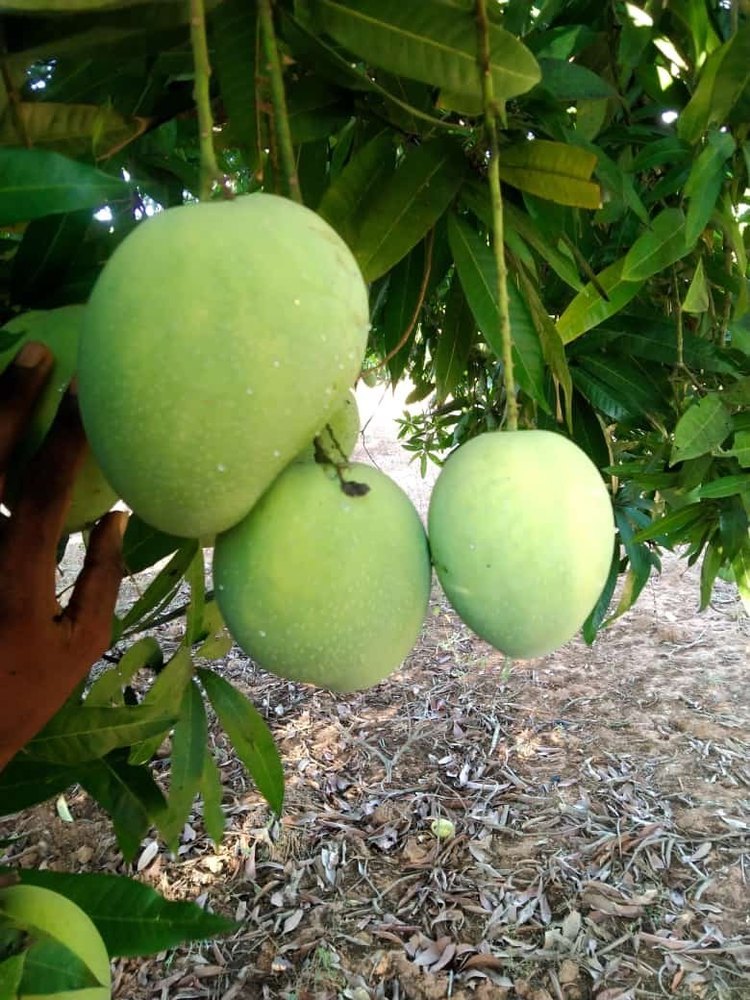 Banginpalli Mango